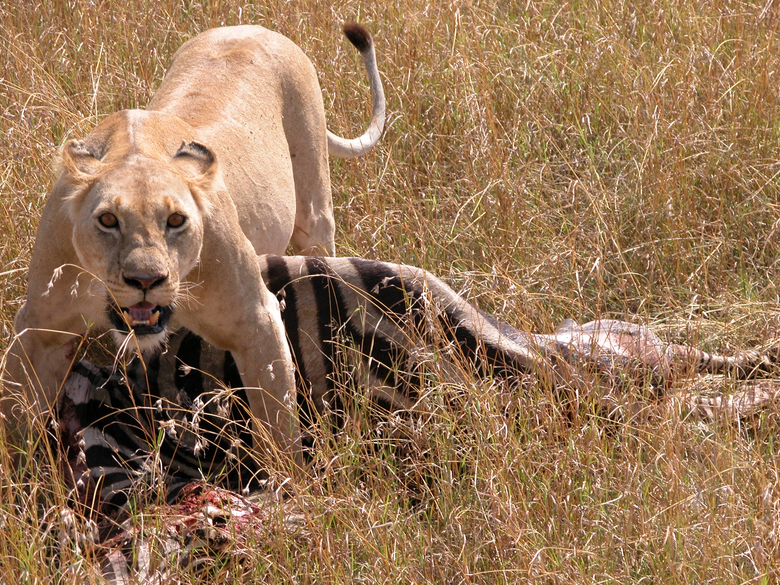 Maasai Mara